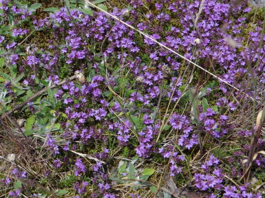 Stenshuvud Nationalpark in Kivik Stenshuvud Nationalpark in Kivik