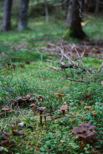 Kroppefjäll in Dalsland