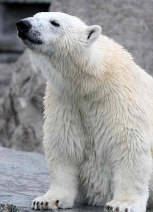 Wilbär