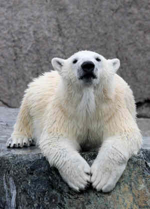 Wilbär