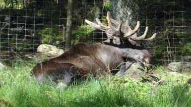 Borås Tierpark
