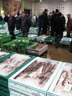 Fischauktion in Göteborg