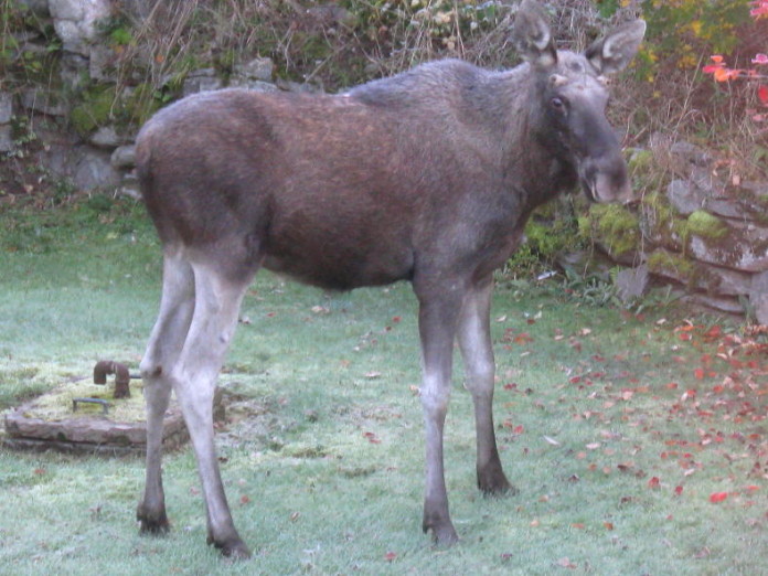 elch_im_garten_10