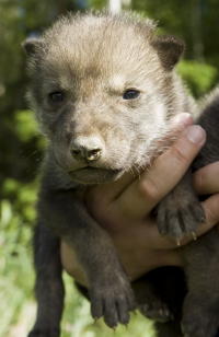 Wolfswelpe
