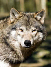 Wolf