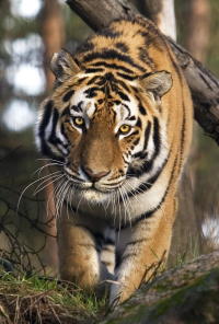 Amurtiger