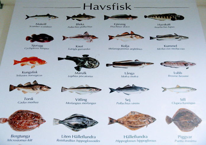 Einige Meeresfische, die in der Göteborger Fischauktion gehandelt werden