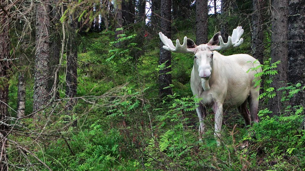 Ferdinand, der weiße Elch aus Värmland - Schöner Naturfilm, 60 Minuten